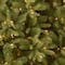 7.5 Ft. Pre-Lit Feel Real® Tiffany Fir Slim Artificial Christmas Tree, Clear Lights